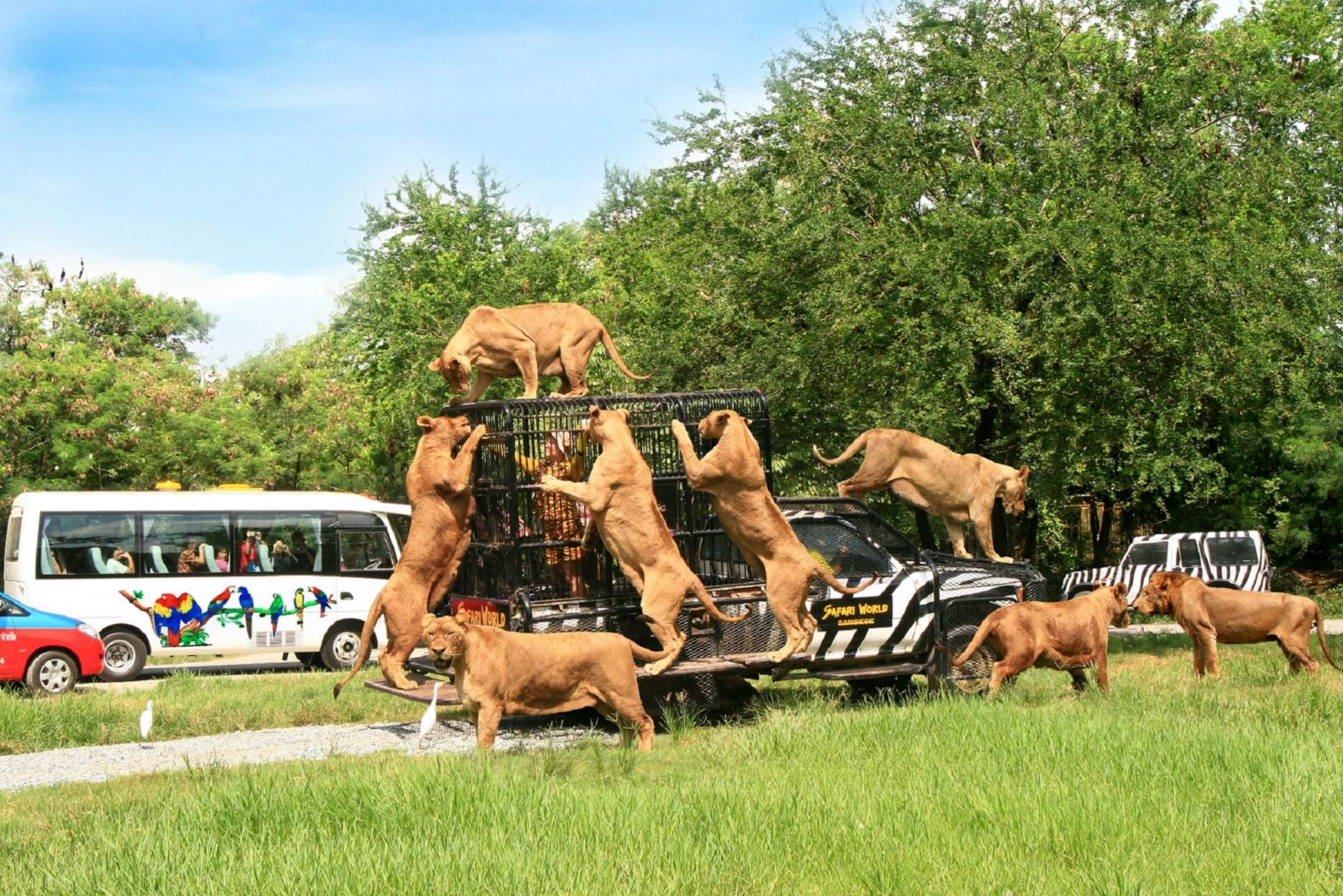 BANGKOK%20-%20PATTAYA%20-%20SAFARI%205N4